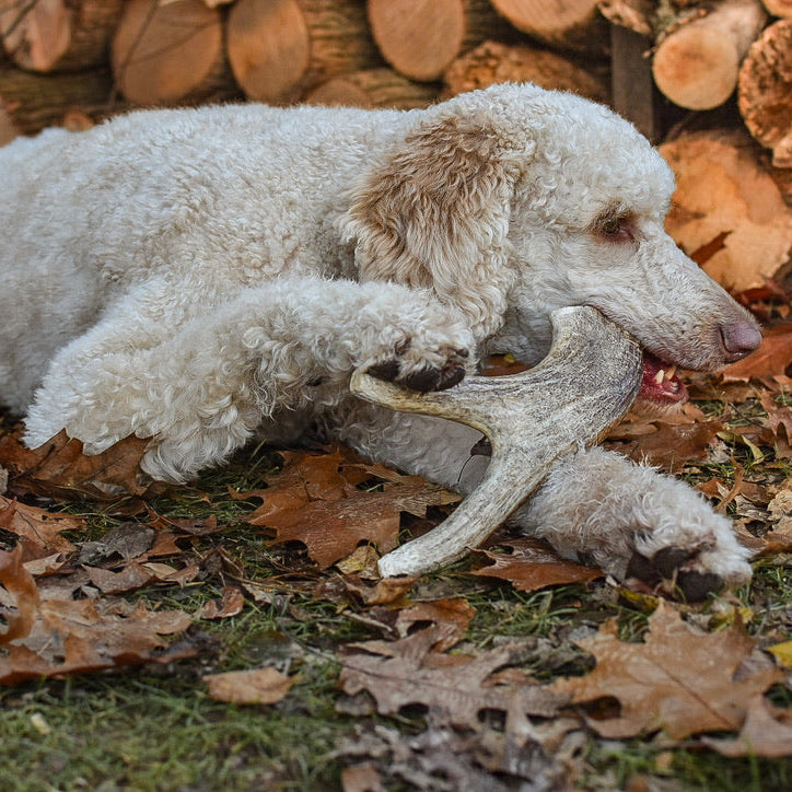 Are Antlers Safe for Dogs? Chewy Pawz Tips for Safe Chewing