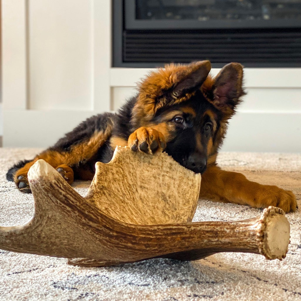 Whole Moose Antlers. How long do they last?