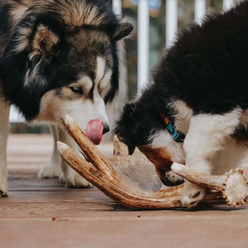 Two dogs interacting with a large moose antler on a porch.