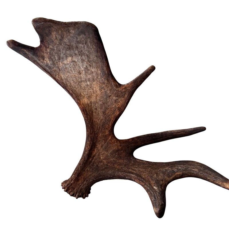 Large Whole Moose Antler