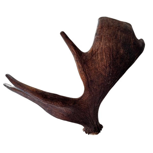 Large Whole Moose Antler