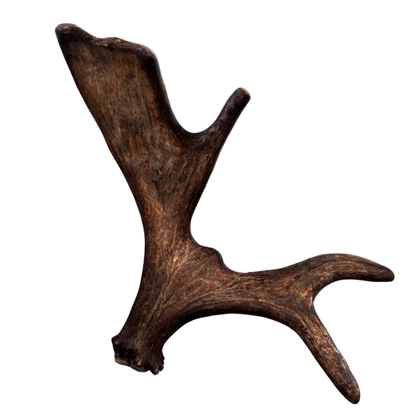 Large Whole Moose Antler