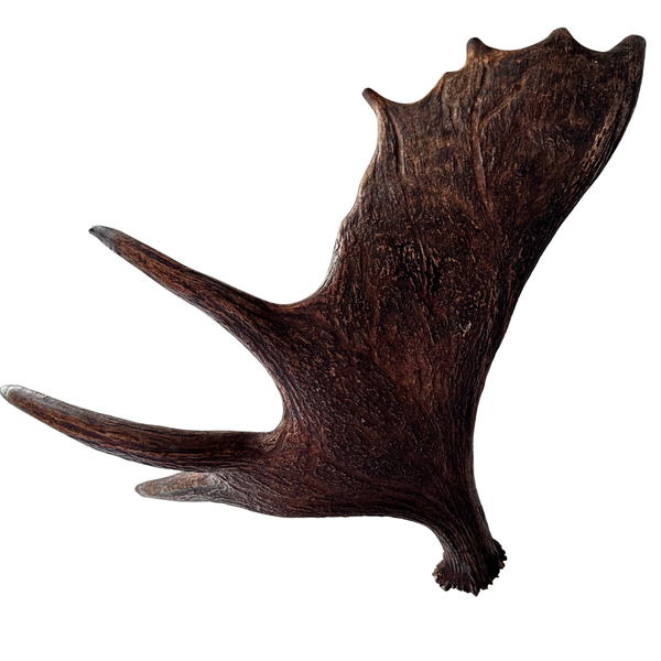 XL Whole Moose Antler