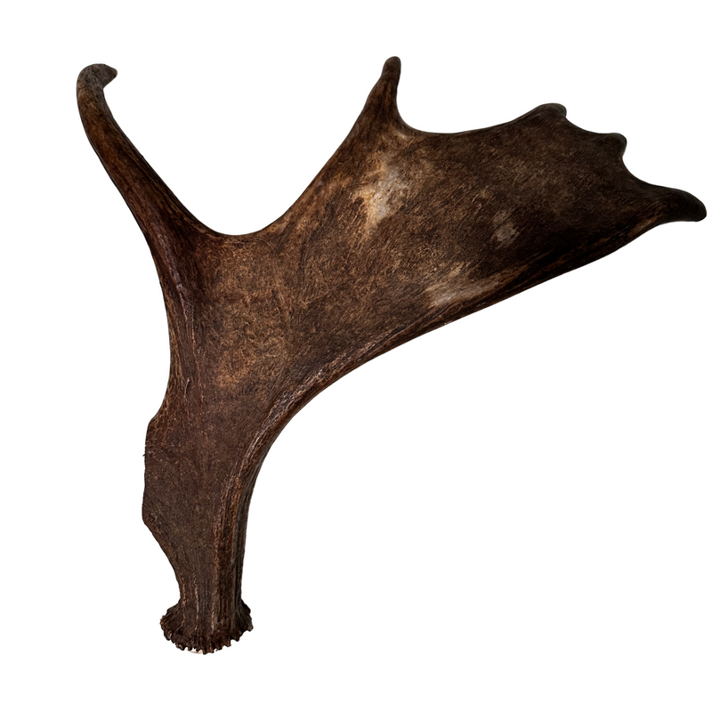 Large Whole Moose Antler