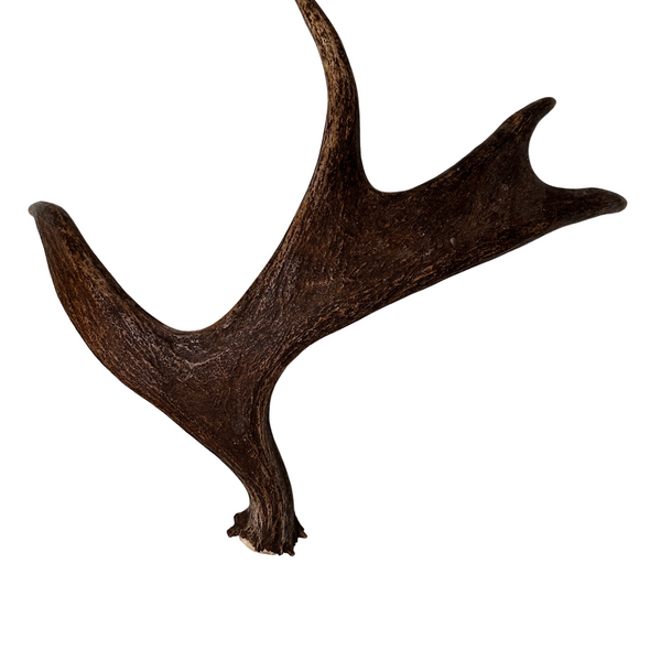 Large Whole Moose Antler (Strong Chewers)