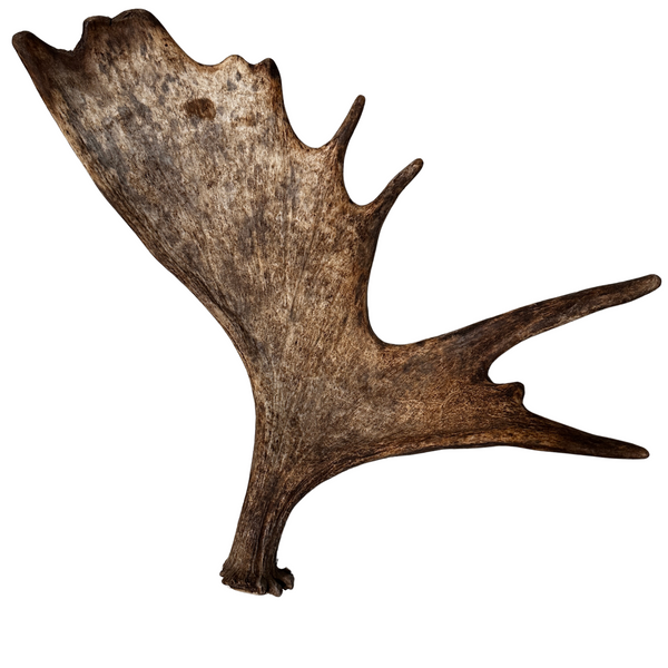 XL Whole Moose Antler