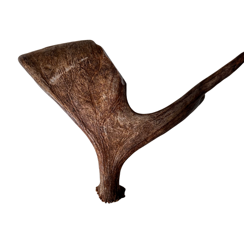 Large Whole Moose Antler