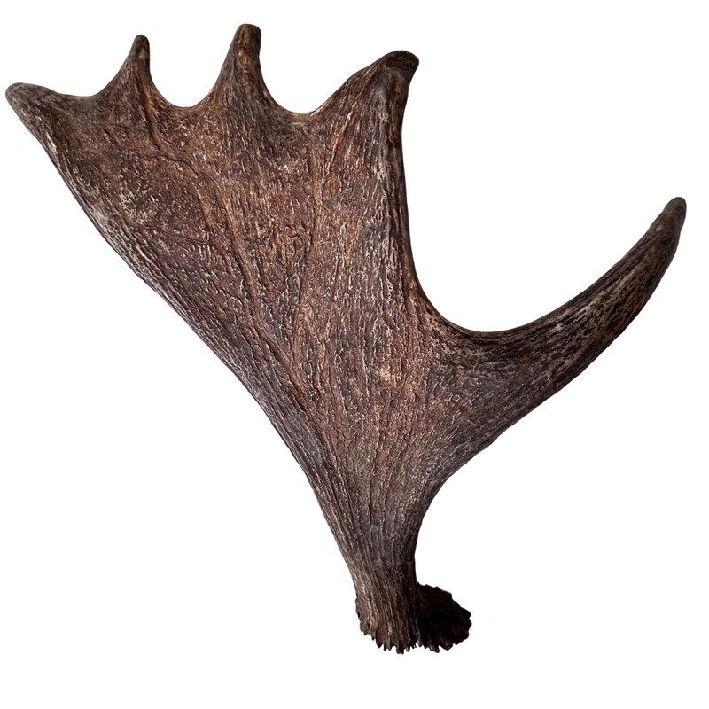 Large Whole Moose Antler