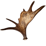 Large Whole Moose Antler