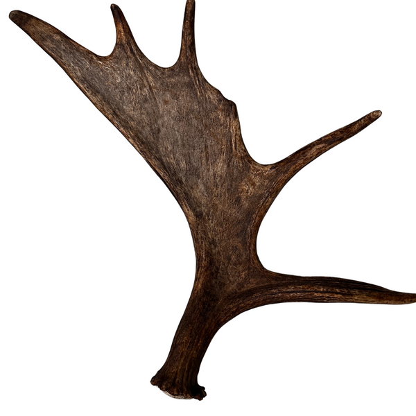 Large Whole Moose Antler