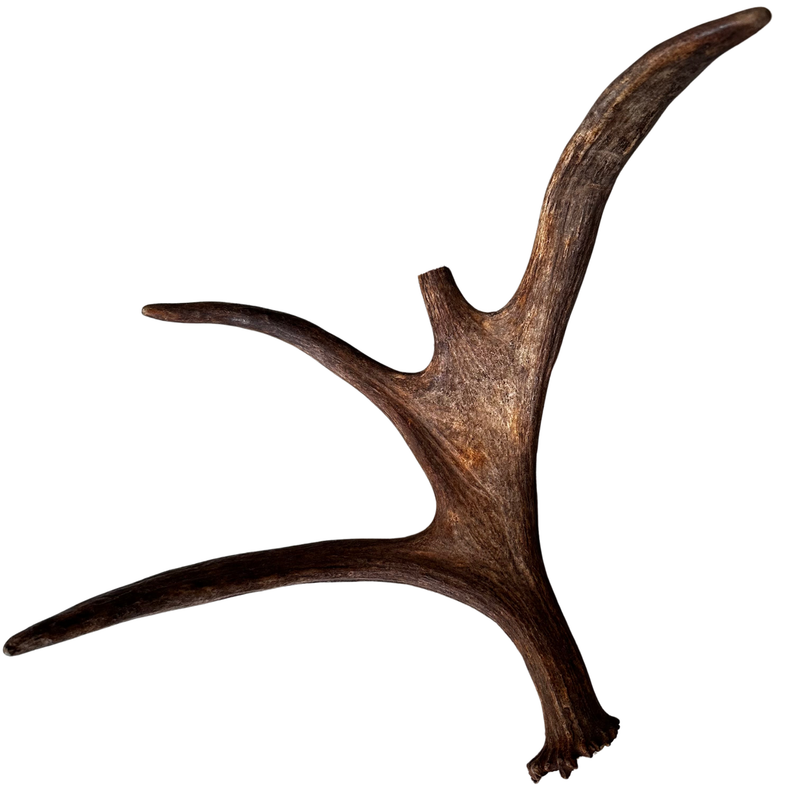 XL Whole Moose Antler