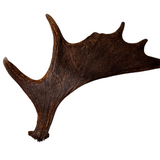 Large Whole Moose Antler