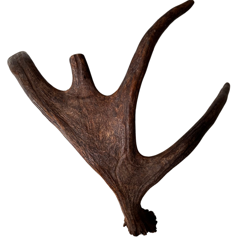 XL Whole Moose Antler