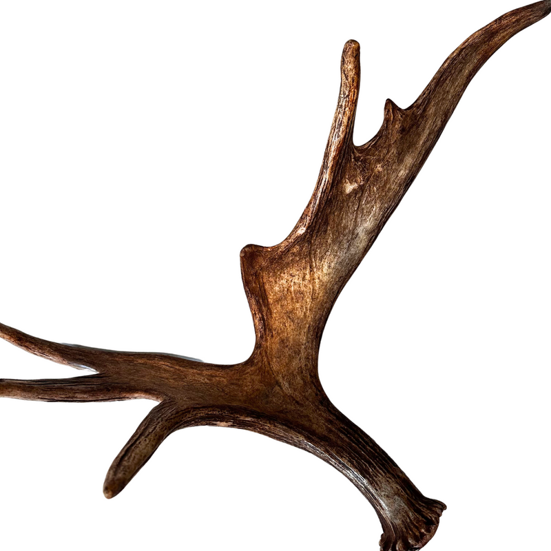 XL Whole Moose Antler