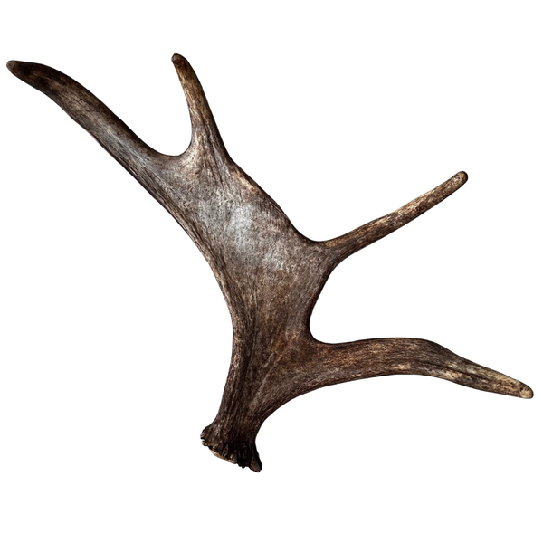 Large Whole Moose Antler