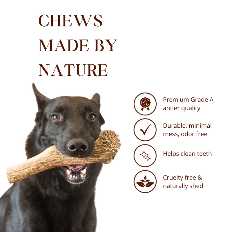 1lb Mystery Pack Antler Dog Chews