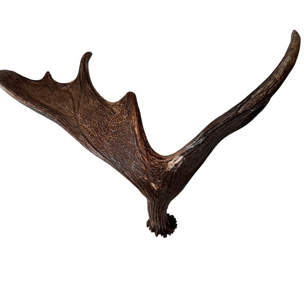 XL Whole Moose Antler