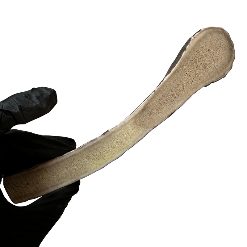 Thick Moose Paddle (Medium Density)