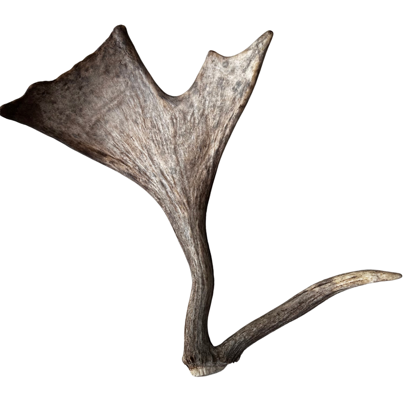 Unique Whole Moose Antler