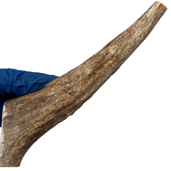 11.5" XL Moose Tine (Strong Chewers)