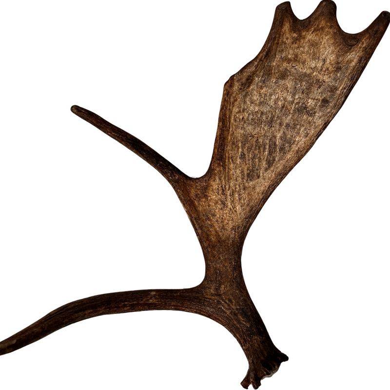 Large Whole Moose Antler