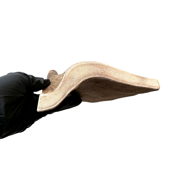 Large Moose Paddle (Medium Density)