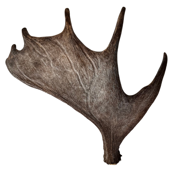 Large Whole Moose Antler