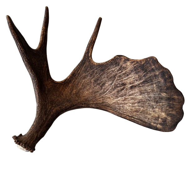 Large Whole Moose Antler