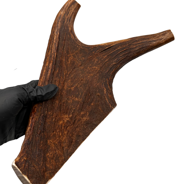 15.75" XXL Moose Claw (Medium-high density)