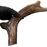 12.5" Large Moose Tine (Stronger Chewers)