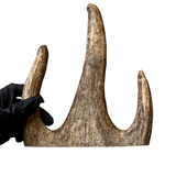 Large Moose Claw (Medium-high density)