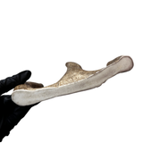 Large Moose Claw (Medium-high density)