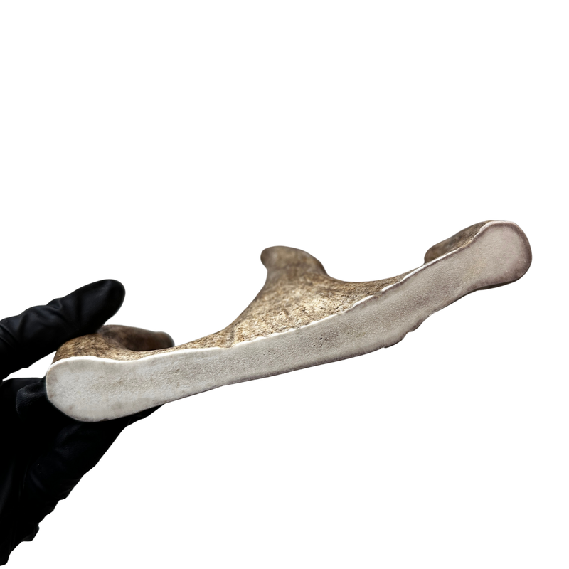 Large Moose Claw (Medium-high density)