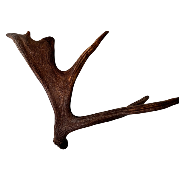 Large Whole Moose Antler