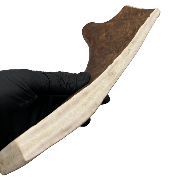 10.5" Large Moose Paddle (Medium-high Density)