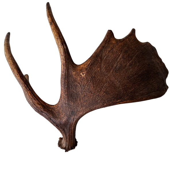 XL Whole Moose Antler