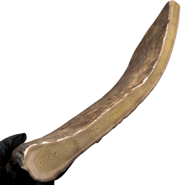 Monster Moose Paddle (Medium density)