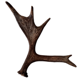 Large Whole Moose Antler