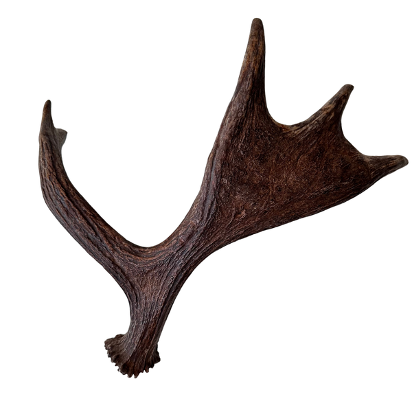 Large Whole Moose Antler