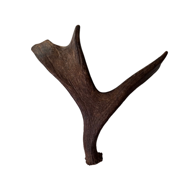 Medium Whole Moose Antler