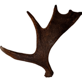 XL Whole Moose Antler