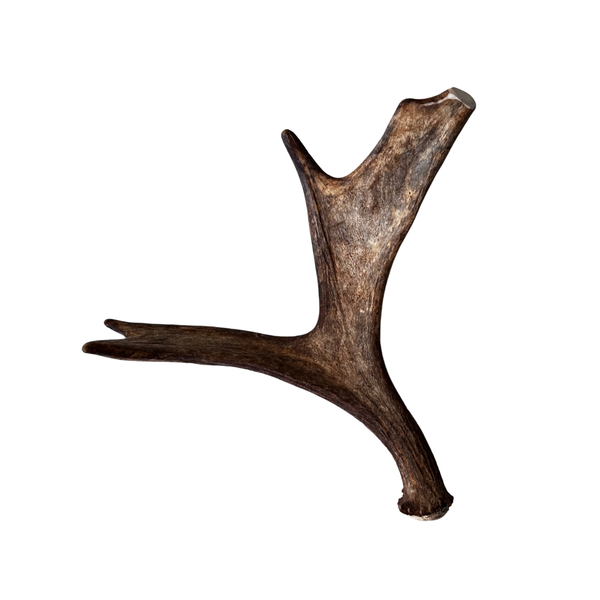 Medium Whole Moose Antler