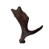 Large Whole Moose Antler