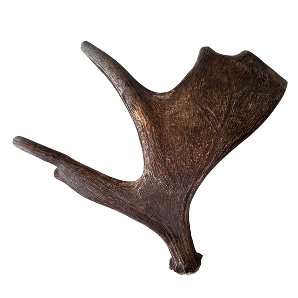 Large Whole Moose Antler