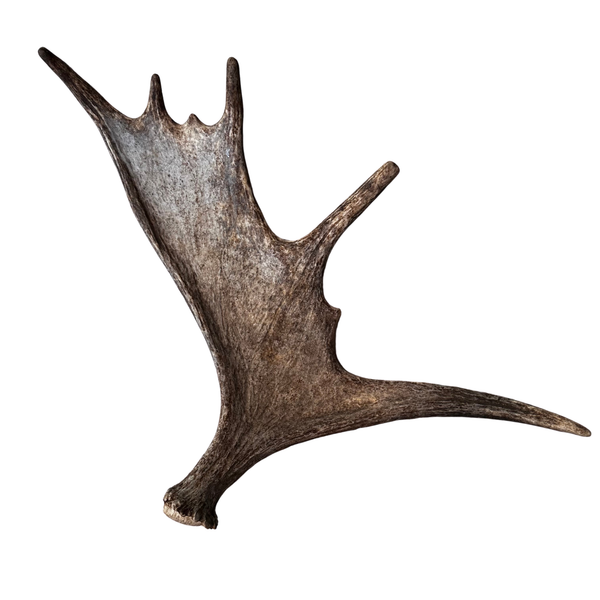 Large Whole Moose Antler