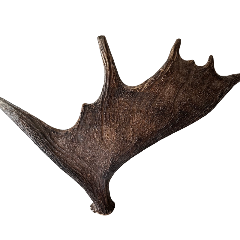 Large Whole Moose Antler