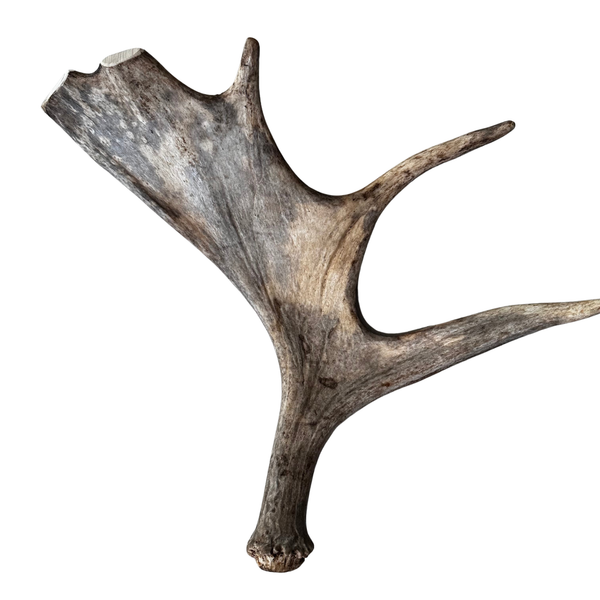 Large Whole Moose Antler