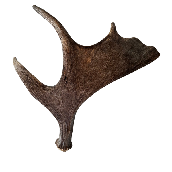 Large Whole Moose Antler