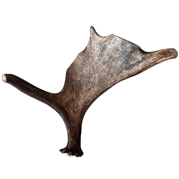 Large Whole Moose Antler