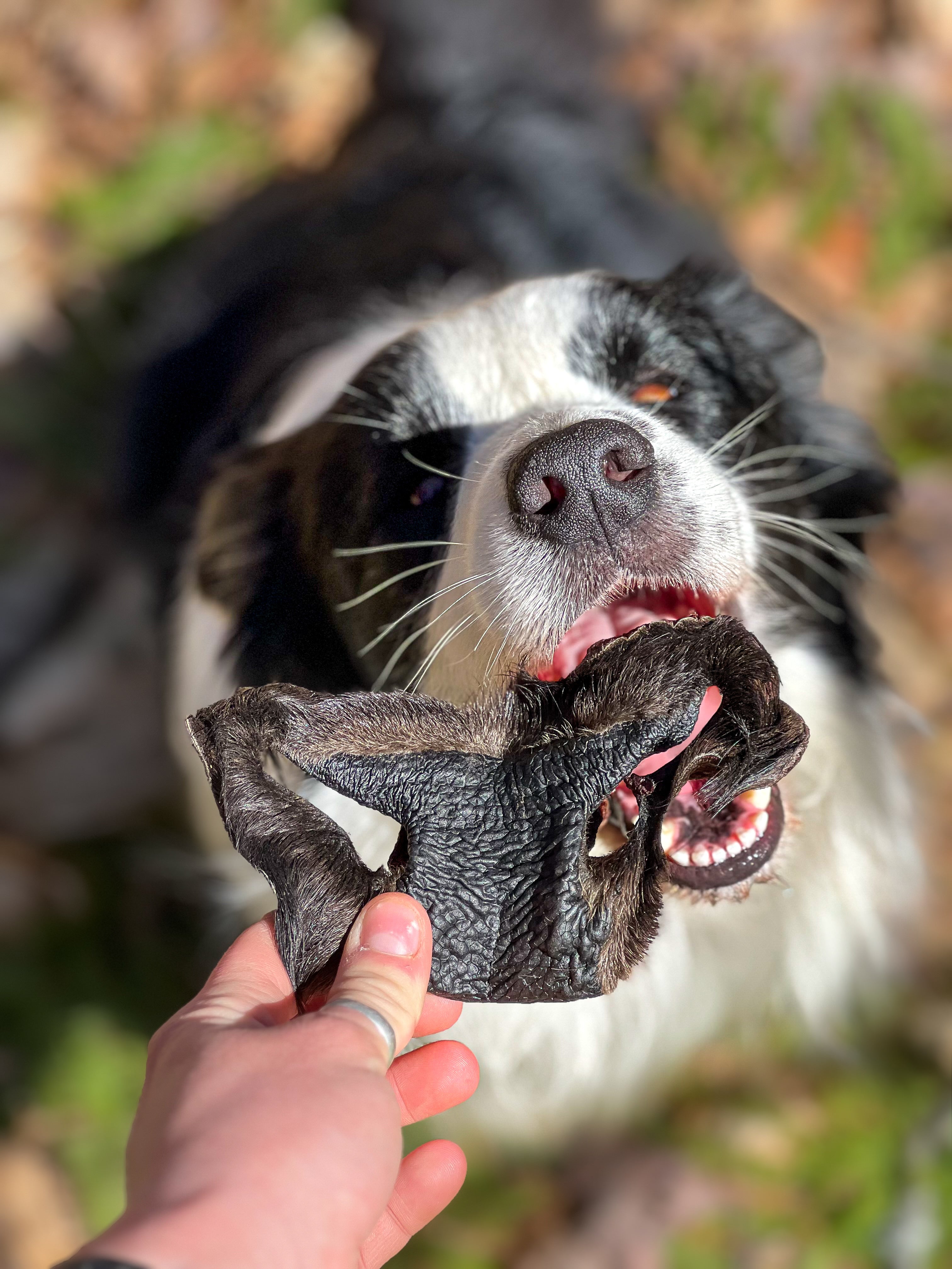 Dog holding a bison snout chew its mouth with a blurred natural background